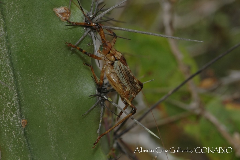 Ancistrocercus