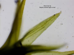 Schistidium apocarpum