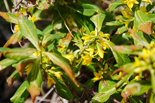 Daphne jezoensis, photograph 5