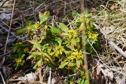 Daphne jezoensis, photograph 6
