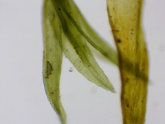 Schistidium apocarpum