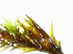 Schistidium apocarpum