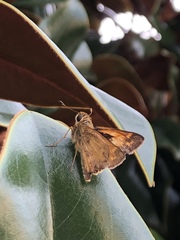 Atalopedes campestris
