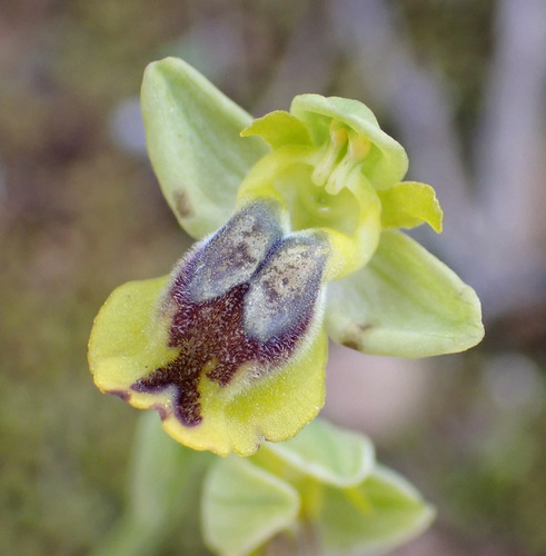 Image of Ophrys sicula by (c) Thomas Gyselinck, some rights reserved (CC BY)