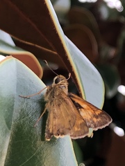 Atalopedes campestris