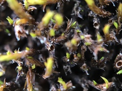 Schistidium apocarpum