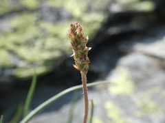 Plantago subulata