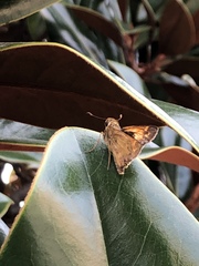 Atalopedes campestris