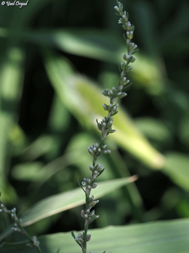 Polygonum argyrocoleon iNat (1)
