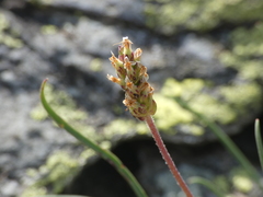Plantago subulata
