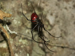 Nephilingis borbonica