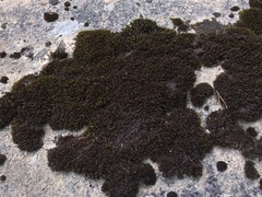 Schistidium apocarpum