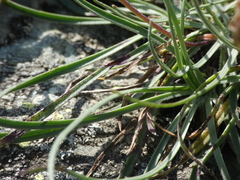 Plantago subulata