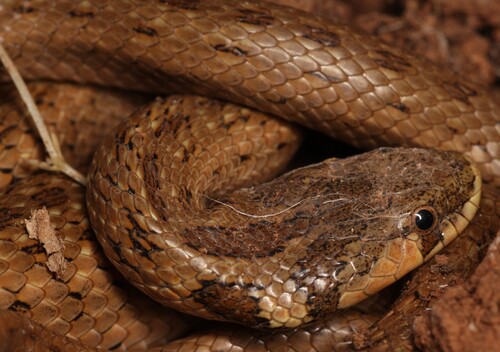 False Smooth Snake
