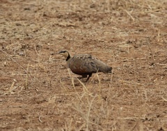 Pterocles gutturalis