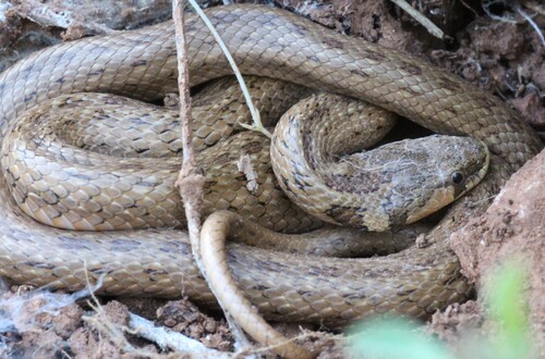 False Smooth Snake