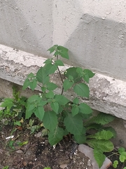 Solanum nigrum