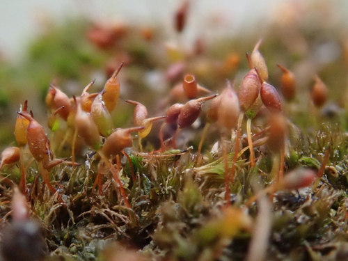 Smallest Pottia (Microbryum davallianum)