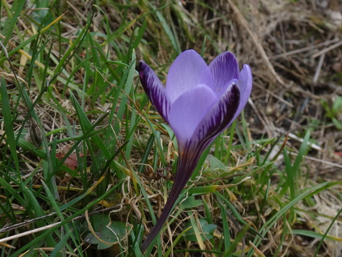 Least purple crocus (Crocus minimus)