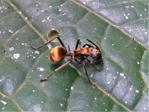 Warlike Spiny Sugar ant