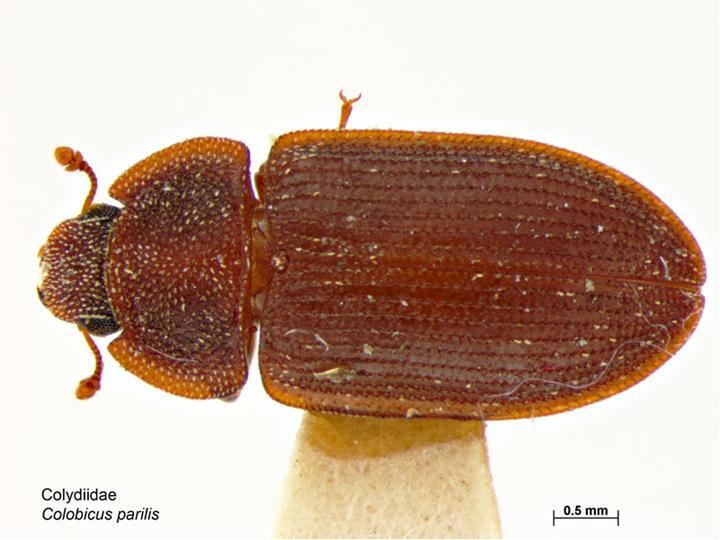 Ironclad beetle