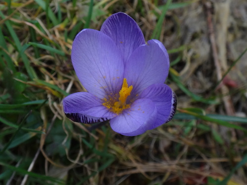 Image of Crocus minimus by (c) Christian Berg, some rights reserved (CC BY)