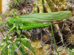 Tettigonia viridissima