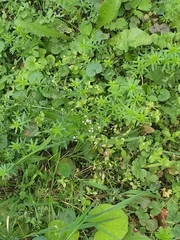 Galium mollugo