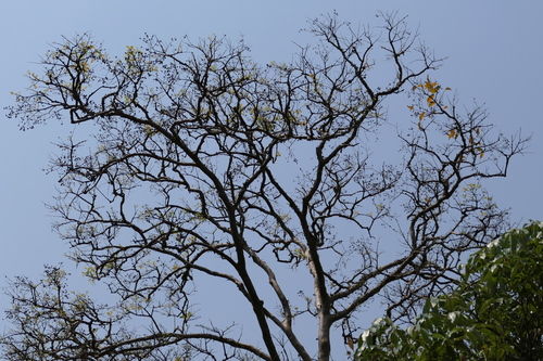 Lagerstroemia microcarpa, photograph 4