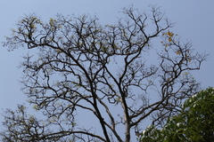 Lagerstroemia microcarpa, photograph (c) Dinesh Valke, some rights reserved (CC BY-SA)