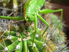 Tettigonia viridissima