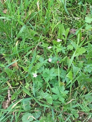 Geranium sibiricum