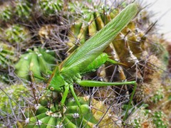 Tettigonia viridissima