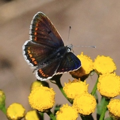 Aricia agestis