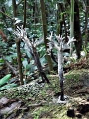 Xylaria hypoxylon