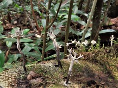 Xylaria hypoxylon