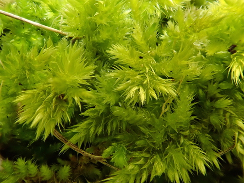 pinnatifid homalothecium moss (Homalothecium aureum)