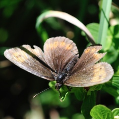 Erebia epiphron
