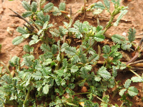 Cutleaf medick (Medicago laciniata)