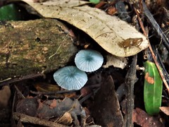 Clitocybula azurea