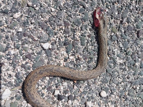 Eastern Montpellier Snake