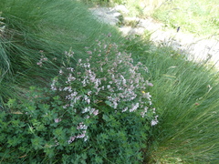 Asperula aristata