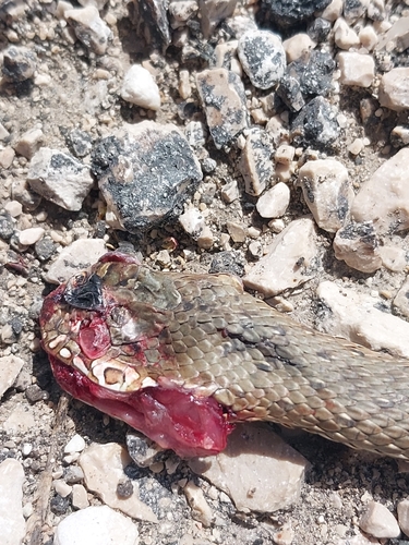 Eastern Montpellier Snake