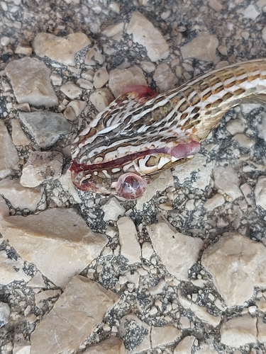 Eastern Montpellier Snake