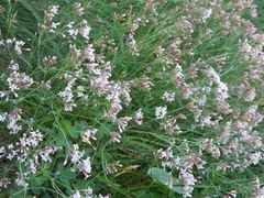 Asperula aristata