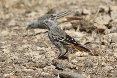 Histurgops ruficauda