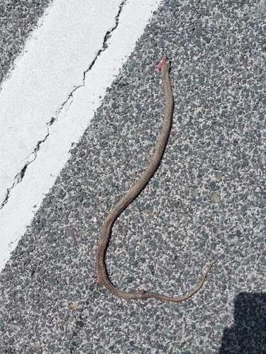 Eastern Montpellier Snake