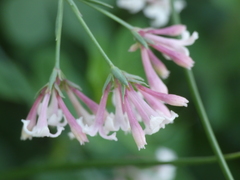 Asperula aristata