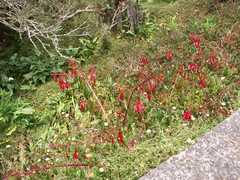 Fuchsia magellanica image