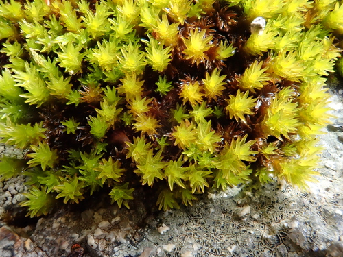 Image of Racomitrium aciculare by (c) Christian Berg, some rights reserved (CC BY)